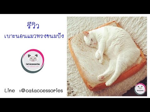 เลี้ยงแมว Cat Accessories แนะนำ Cat Bed ที่นอนแมว เบาะนอนขนมปัง