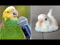 Baby Animals 🔴 Funny Parrots and Cute Birds Compilation (2022) Loros Adorables Recopilación #19