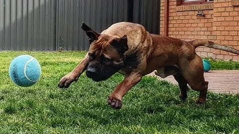 Vet Visit Waiting Room Training - addressing distraction before capturing calmness