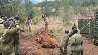 SUCCESSFUL REINTRODUCTION OF 6 RETICULATED GIRAFFES INTO MOUNT KENYA WILDLIFE CONSERVANCY