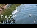 Awesome Tigerfish Pack Attack! (Late afternoon fishing madness!)