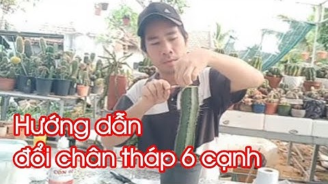Hướng dẫn đổi chân tháp 6 cạnh l Xương Rồng Hoàng Toàn