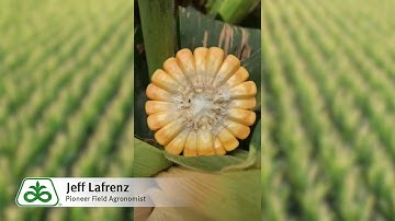 Scouting for Tar Spot