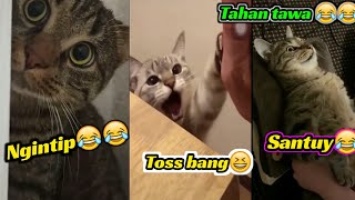 #Part3 NG4K4K..TAHAN TAWA!!! KUMPULAN VIDEO KUCING LUCU, BIKIN SAKIT PERUT😂😂