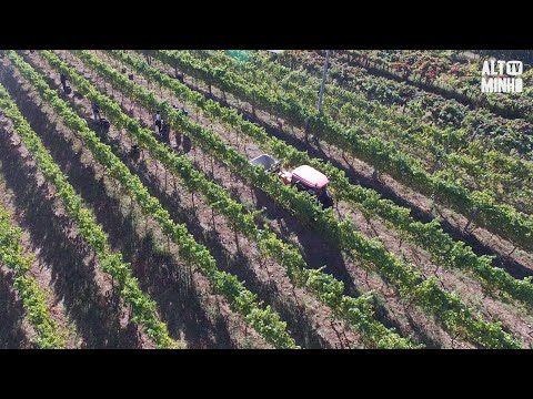 Monção espera boa colheita de vinho Alvarinho | Altominho TV