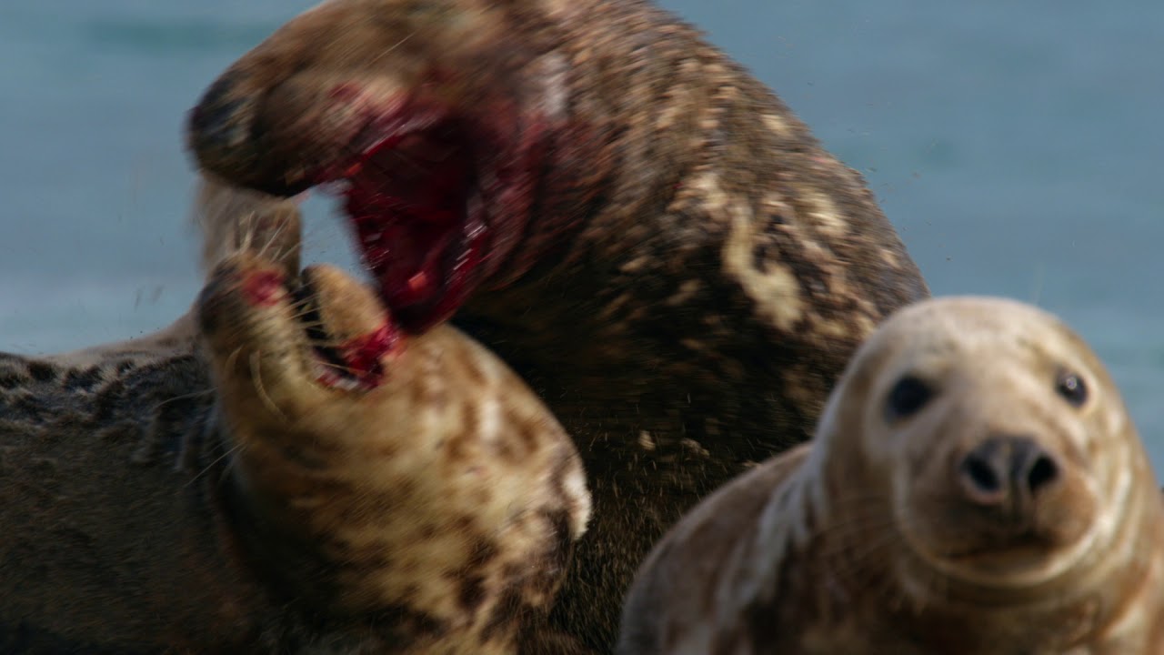 Wild Ireland, The Edge of the World Trailer YouTube