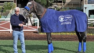 Arrogate - 2016 LONGINES World's Best Racehorse