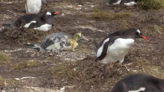 пингвин срет на пингвина
