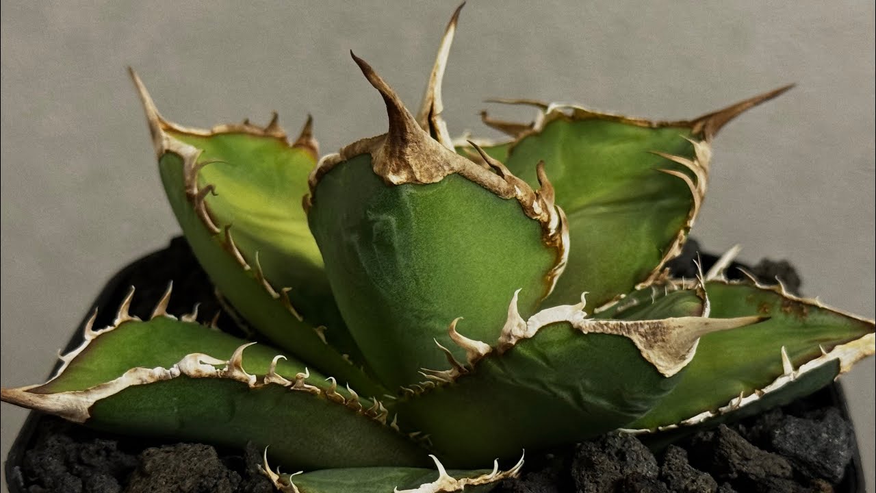 アガベチタノタ 緑幽霊  No.56 アガベ・チタノタ 緑幽霊(中)-010｜agave titanota green ghost