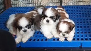 compact size shih tzu Puppies | Shih Tzu Kennel Surat Gujarat | KCI Registered