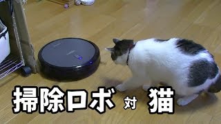 お掃除ロボットを初めて見た猫の反応
