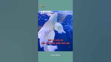 Top 10 loài cá đắt giá nhất trên thế giới, có loài hơn 34 tỷ đồng/con