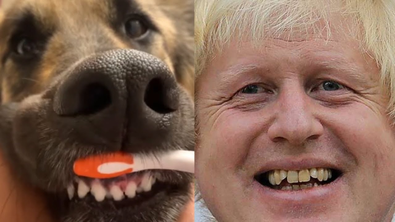 Dog Teeth vs British Teeth YouTube