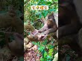 🐒shrarti monkey boy 🐒 #monkey #funnymonkey #monkeylife #animals #babymonkey #new #monkeybusiness 🐒