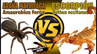 ARAÑA MATRIFAGA VS ESCORPIÓN - COMENTADO