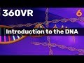 Chapter 6: Introduction to the DNA