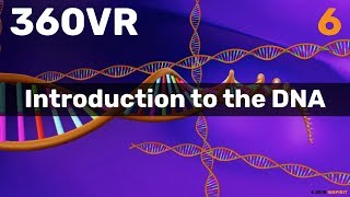 Chapter 6: Introduction to the DNA