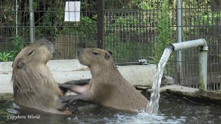 These Are The Most Playful Capybaras – at Sodegaura Zoo!!!