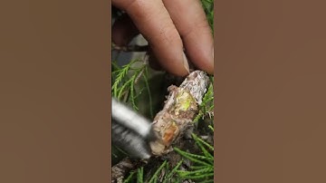 Creating deadwood on juniper bonsai #bonsai #terryerasmusbonsai #bonsaistyling #bonsailife