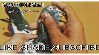 Meri Chat Ky Teddy Jory Ka Shok Kren