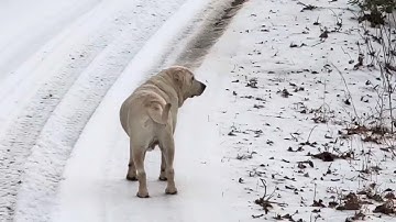 Jasper is getting better