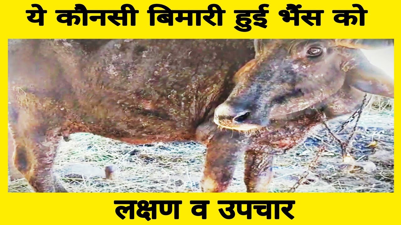 Inj Curan 9 Use।। Copper Deficiency in buffalo, Signs and Treatment