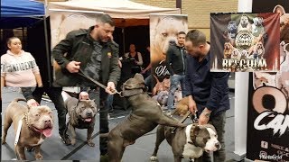 American Bully show ( Abkc) in Belgium Europa