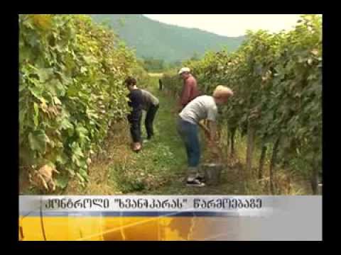 რა მიზნით წესდება ხვანჭკარას წარმოებაზე კონტროლი?