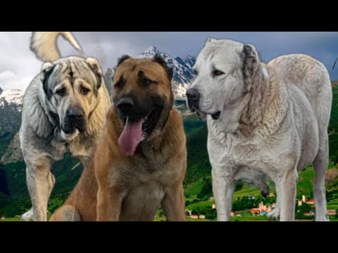 კახეთი ქვემო მაღაროს ოთხფეხა მეგობრები