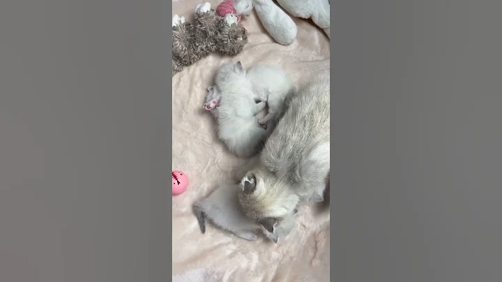 Watch the video about Cute Scottish kittens are sleeping and their mother cat wanted to wash them #catvideo #kittens