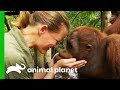 Taking The Next Step Towards Releasing Orangutans Into The Wild | Orangutan Island