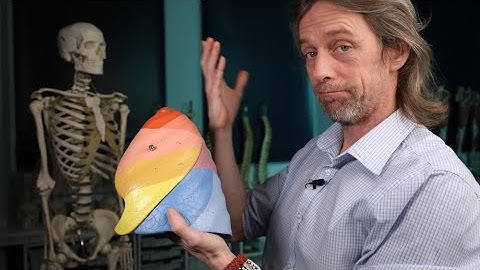 Bronchopulmonary segments anatomy