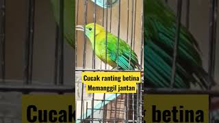 cucak ranting betina memanggil jantan #kicaumania #cucakranting #cucakrante #trending #viral #kicau