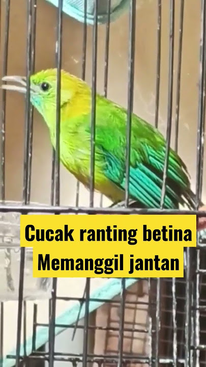 cucak ranting betina memanggil jantan #kicaumania #cucakranting #cucakrante #trending #viral #kicau