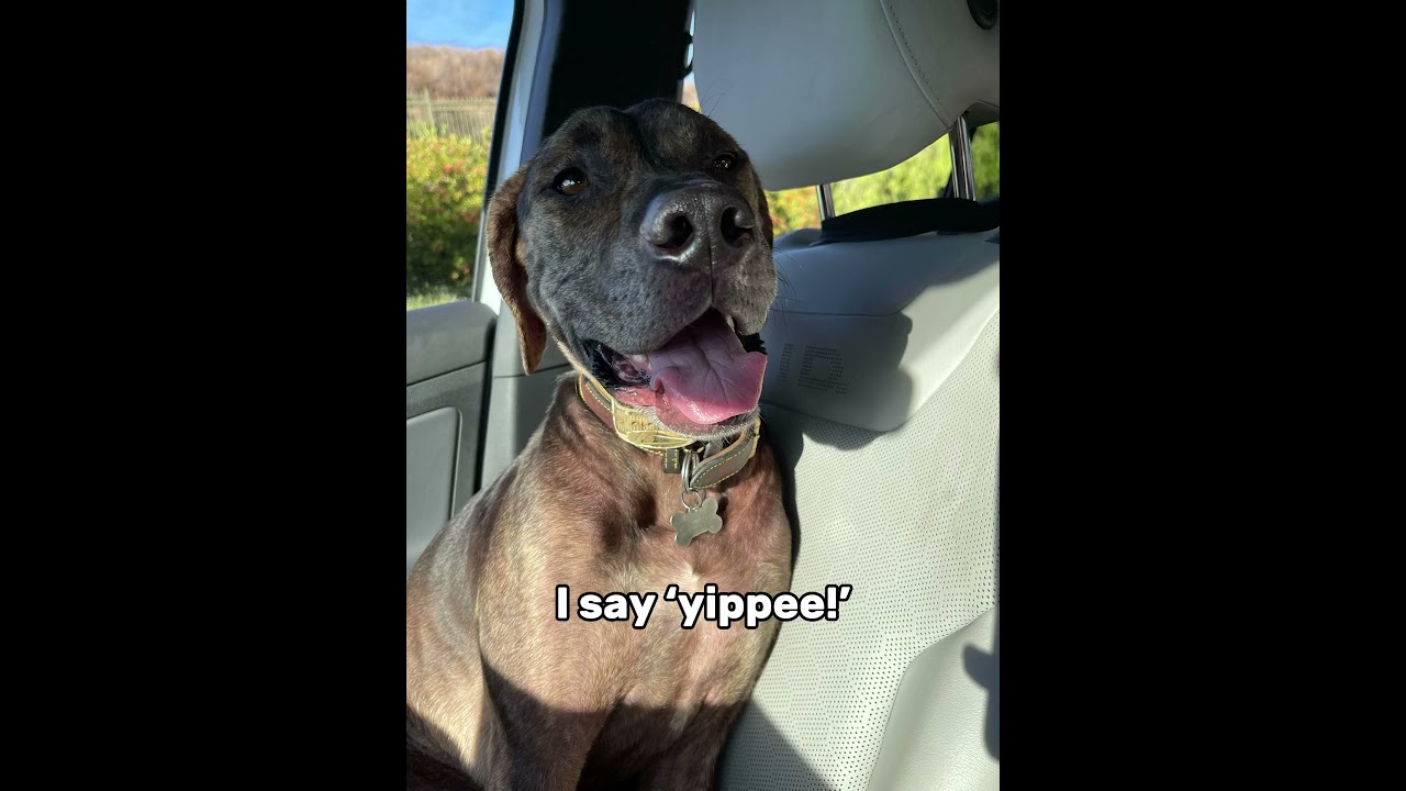 His life is pretty good…#catahoula #doglover
