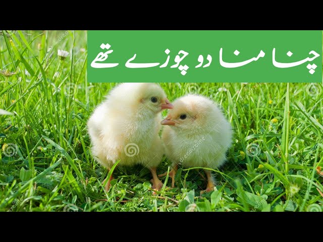 Petite Meaning In Urdu  Chhota Ya Nanha Mana چھوٹا یا ننھا منا