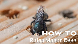 How to Raise Mason Bees Webinar 2022