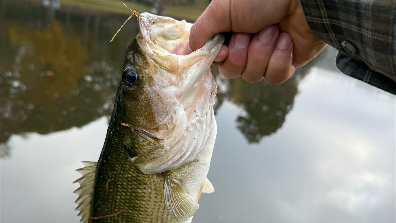 🎣 Largemouth Bass CRUSHED This Urchin Bait🐟 | Florida Bass Fishing 🔥