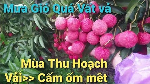 Mưa To Liên Tục Bẻ Và Bán Vải Khổ Lắm Nhưng Cấm Ốm Mệt l Núi Đồi Lục Ngạn