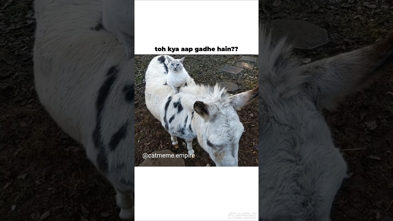 Kya Aap Gadhe Hain? 😭🐱 Funny Cat Interview Gone Wrong! #shorts#viral #catlover #memesdaily