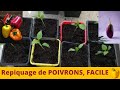 Comment repiquer des poivrons