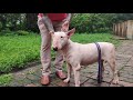 Bhayrav Kennel | BULLMASTIFF Breed | whippet |  Bull Terrier  | Labrador | Am Bully | Scoobers
