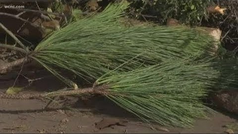 How to recycle holiday trash, trees