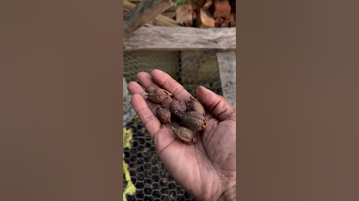 How I Germinate Paulownia Seeds - Order Seeds Today | Royal Empress Tree - Valuable Timber