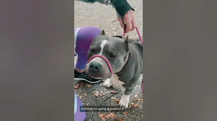 How to use the Learn to Lead Leash