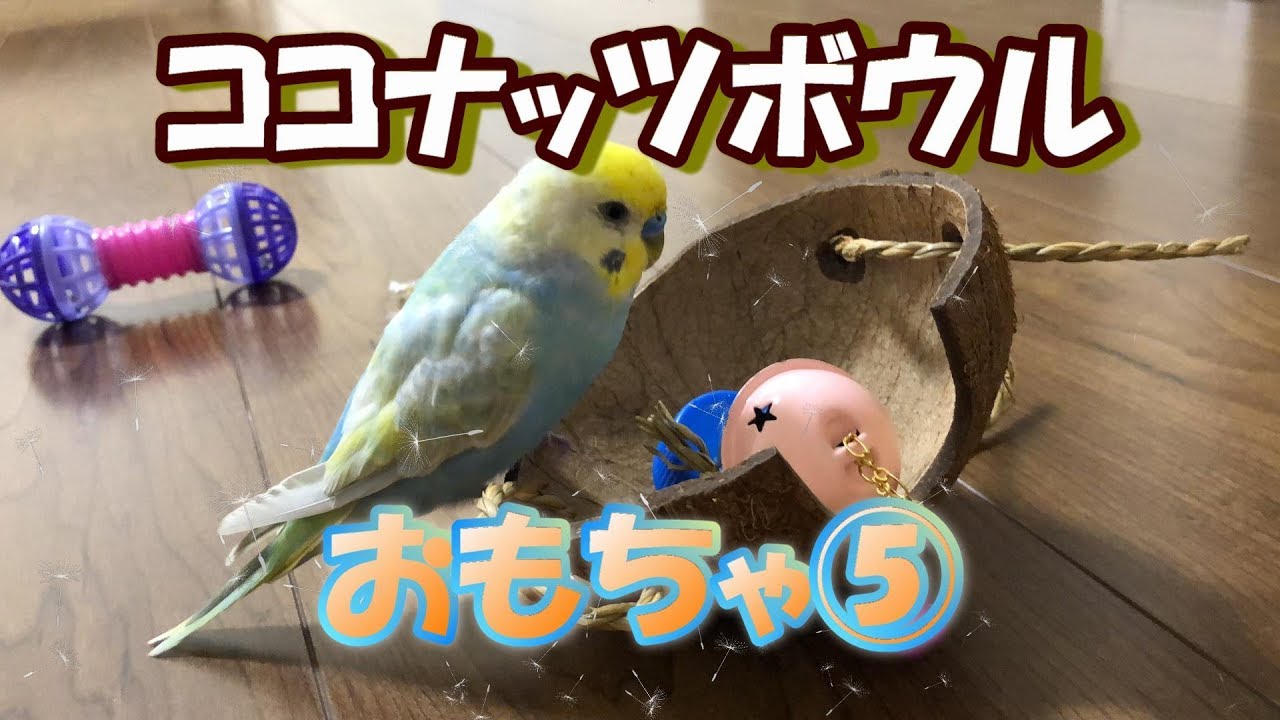 セキセイインコ ぴの ココナッツボウル おもちゃ⑤ pinohana - YouTube