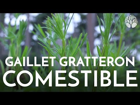 Vidéo: Gaillet