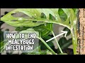 Mealybugs attack how to get rid of mealybugs