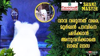 Lab Lhasa dog make the cobra stand still till Vava Suresh arrived | Snakemaster | EP 430