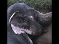 Wild Elephant Family Falls Into Well 🐘
